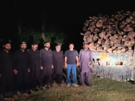 ہری پور میں محکمہ جنگلات نے کارروائی کرتے ہوئے لکڑی کی غیر قانونی سمگلنگ پکڑ لی